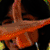 :iconhangkebon: