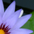 :iconhani-picco: