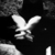 :iconhanin: