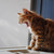 :iconhannah-catherine: