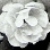 :iconhannahwhite: