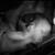 :iconHans-Pfaall: