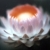 :iconhansheng: