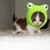 :iconhanzohattori1: