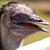 :iconhape03: