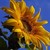 :iconhappiestsunflower: