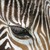 :iconhappy-zebra: