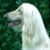:iconhappyafghan: