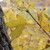 :iconhappyautumn: