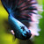 :iconhappybettas: