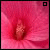 :iconhappydaisy: