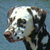 :iconhappydalmation: