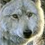 :iconhappyfox123: