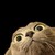 :iconharakeeri: