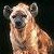 :iconharbinger-of-eclipse: