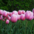 :iconhareem-beam: