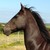 :iconharlequin-quail: