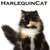 :iconharlequincat: