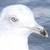 :iconharley20: