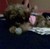 :iconharleygirl024: