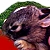 :iconharloup: