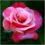 :iconharlz-81: