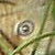 :iconharmonienoire: