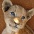 :iconharmony-joplin: