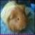 :iconharnelo: