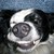 :iconharoldfluffy: