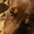 :iconharpys06: