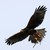 :iconharris-hunting: