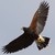 harrishawkplz :iconharrishawkplz: