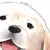 :iconharrychen: