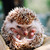 :iconharrypotterhedgehog: