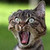 :iconhartshorn: