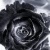 :iconharudark: