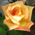 :iconharukadelacruz: