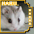 :iconharukittie: