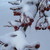 :iconharvestcrow: