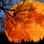 :iconharvestflame: