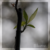 :iconhaselnussblume: