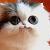 :iconhashibaba:
