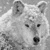 :iconHassen-Wolf: