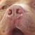 :iconhatermark:
