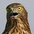 :iconhats-al-esman:
