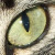 :iconhatsu-hana: