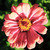 :iconhatz09:
