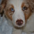 :iconhaunted-lullaby:
