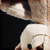 :iconhausschwein: